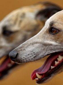 What are the different ways of choosing a dog racing bet?