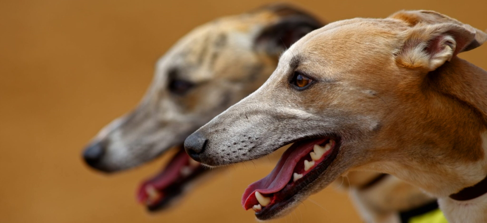 What are the different ways of choosing a dog racing bet?