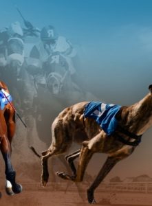 What is the difference between horse and dog racing?