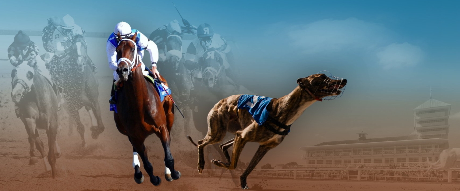 What is the difference between horse and dog racing?