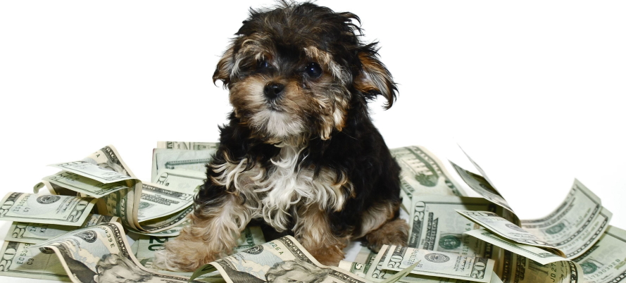 cost of owning a dog