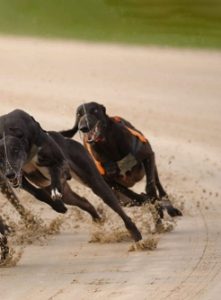 What is the difference between virtual and live dog racing?