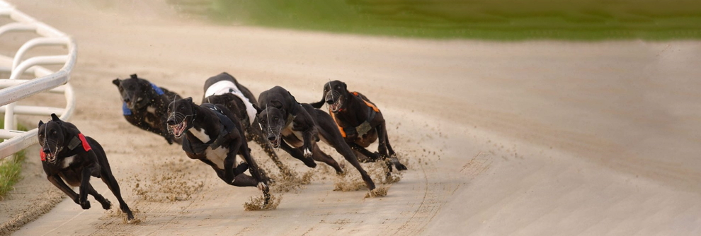 What is the difference between virtual and live dog racing?