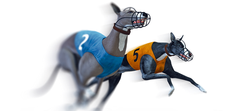 virtual dog racing